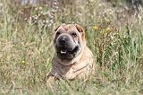 SHAR-PEI 280